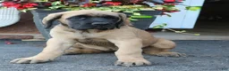 English Mastiff dogs for sale: Rose - Ad 4