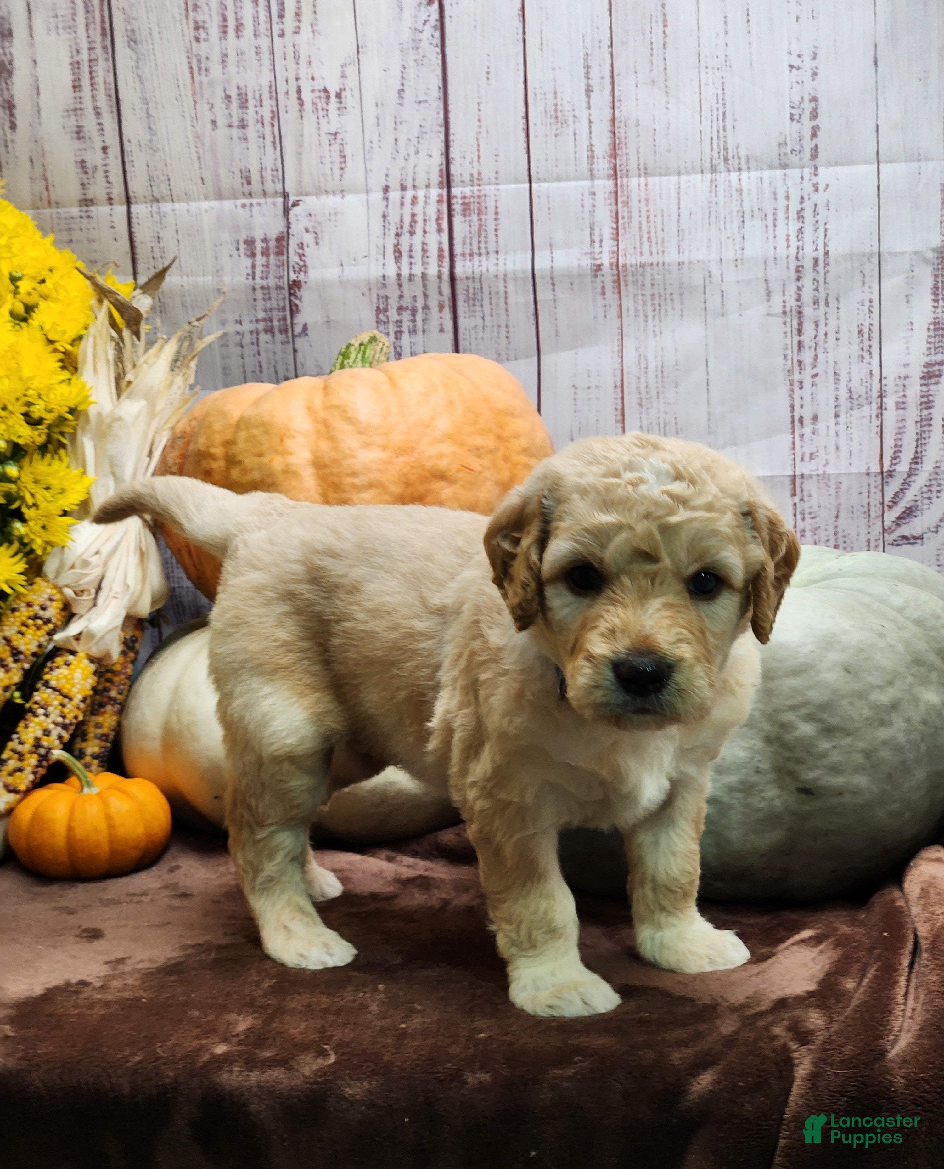 Goldendoodle dogs for sale: Muffin Man - Ad 4