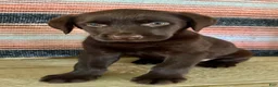 Labrador Retriever dogs for sale: Raptor  - Ad 4