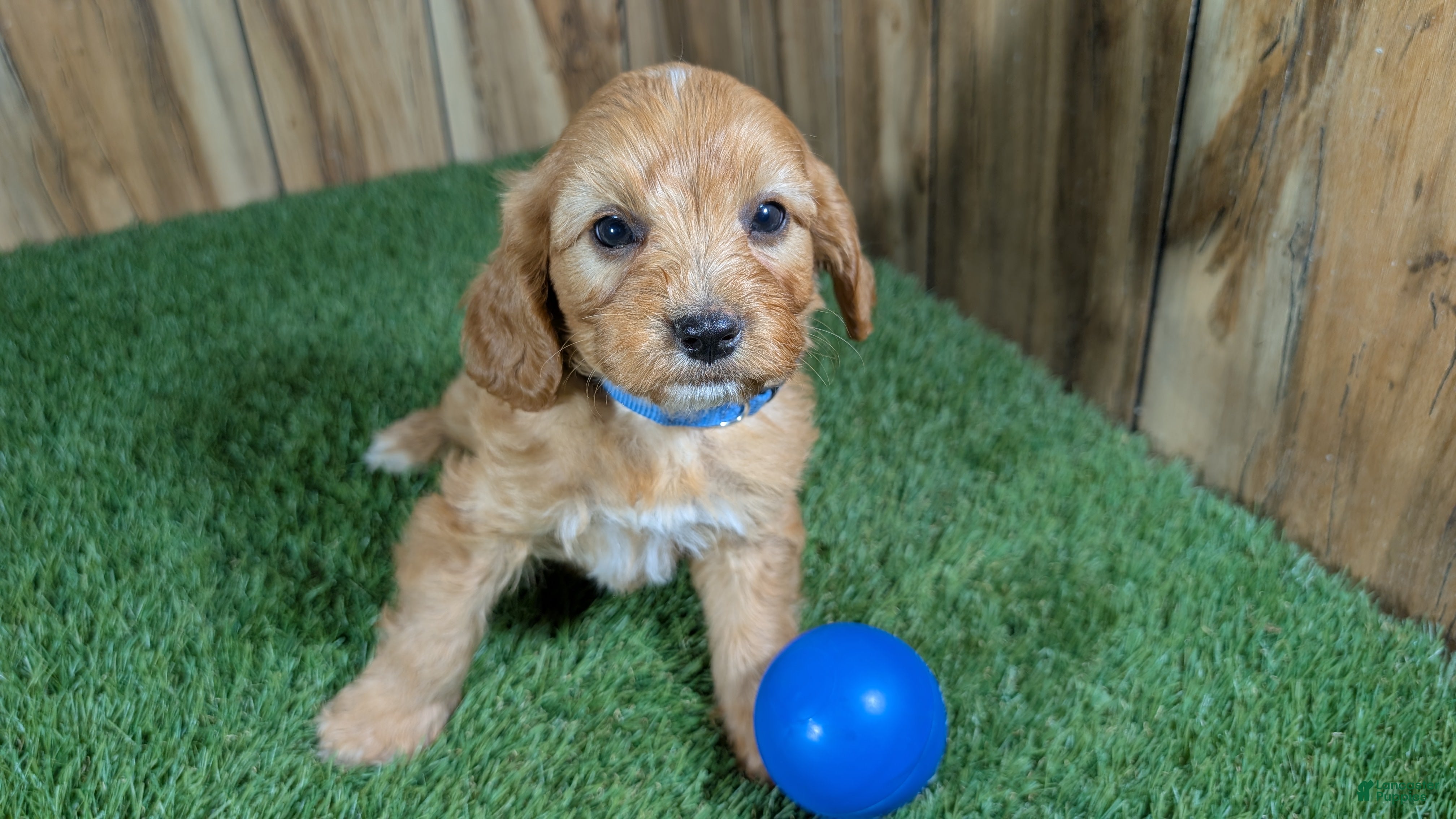 Cavapoo dogs Jazzy Boy 1 - Ad 1