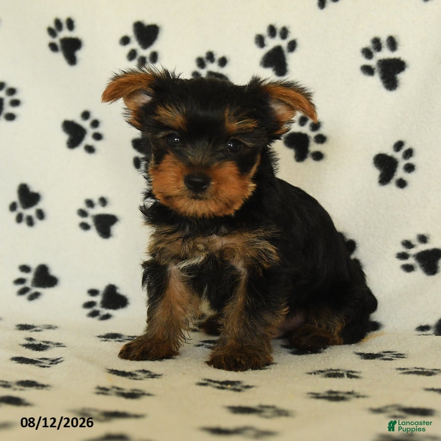 Yorkshire Terrier dogs Quill - Ad 1