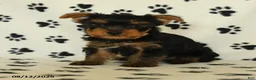 Yorkshire Terrier dogs for sale: Quill - Ad 1
