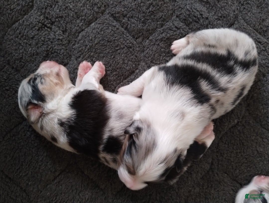 Miniature Australian Shepherd dogs for sale: Nickel - Ad 19
