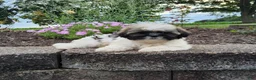 Shih Tzu dogs for sale: Amber - Ad 4