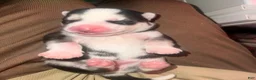 Siberian Husky dogs for sale: Twilight  - Ad 8