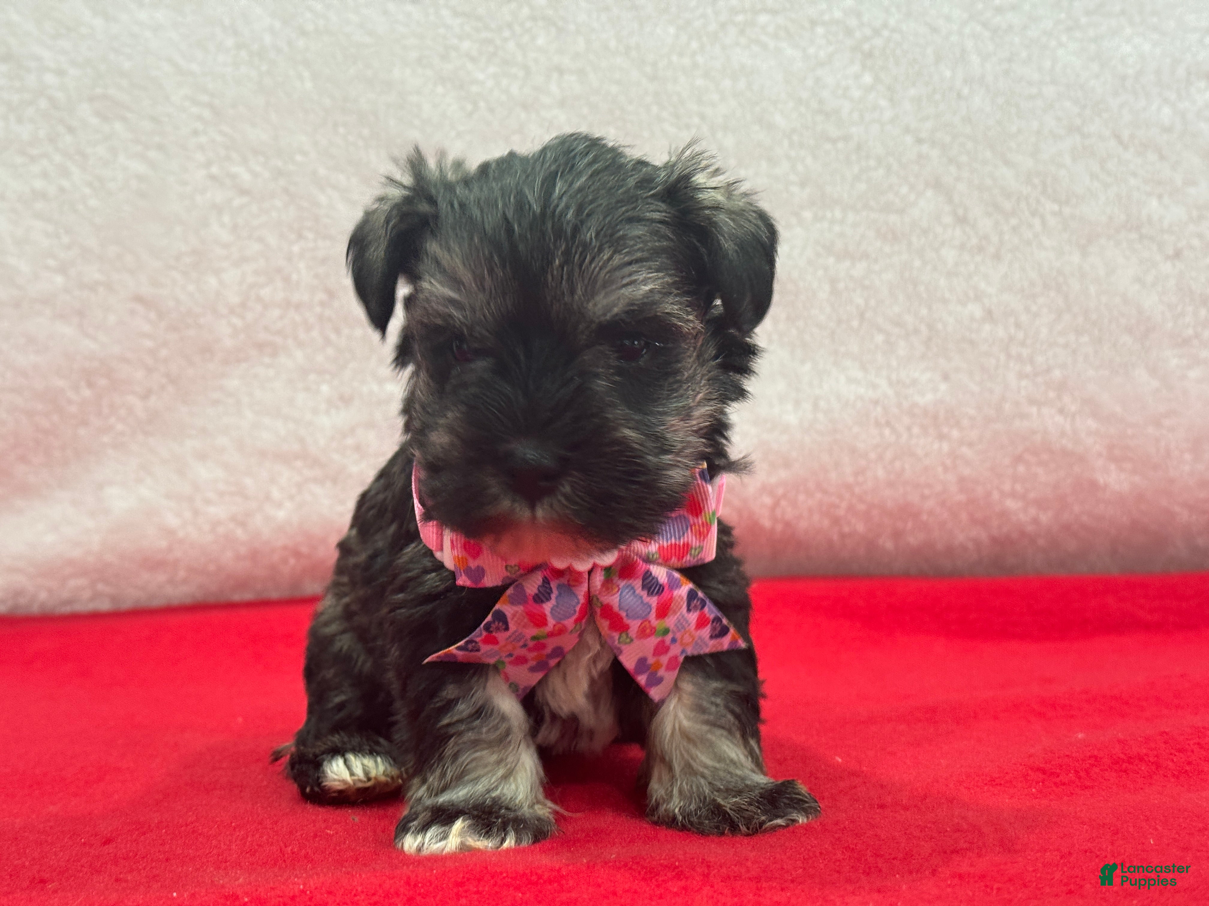 Miniature Schnauzer dogs Lyla Female 1 - Ad 6
