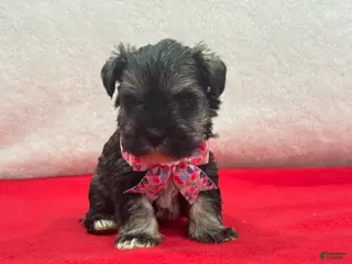 Miniature Schnauzer dogs Lyla Female 1 - Ad 6