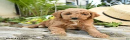 Miniature Poodle dogs for sale: Raspberry - Ad 1