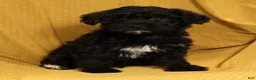 Yorkiepoo dogs for sale: Magic - Ad 2