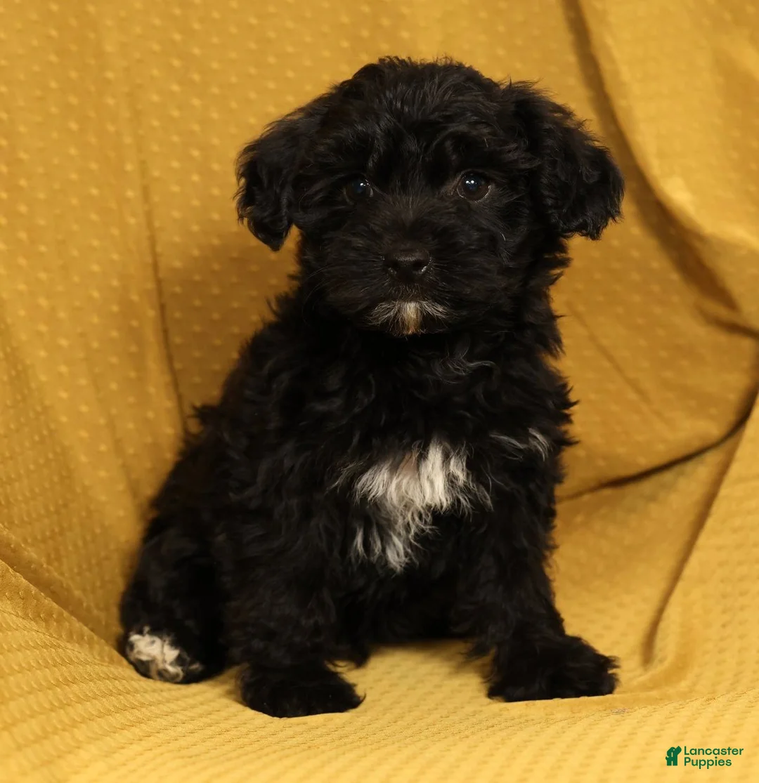 Yorkiepoo dogs for sale: Magic - Ad 2