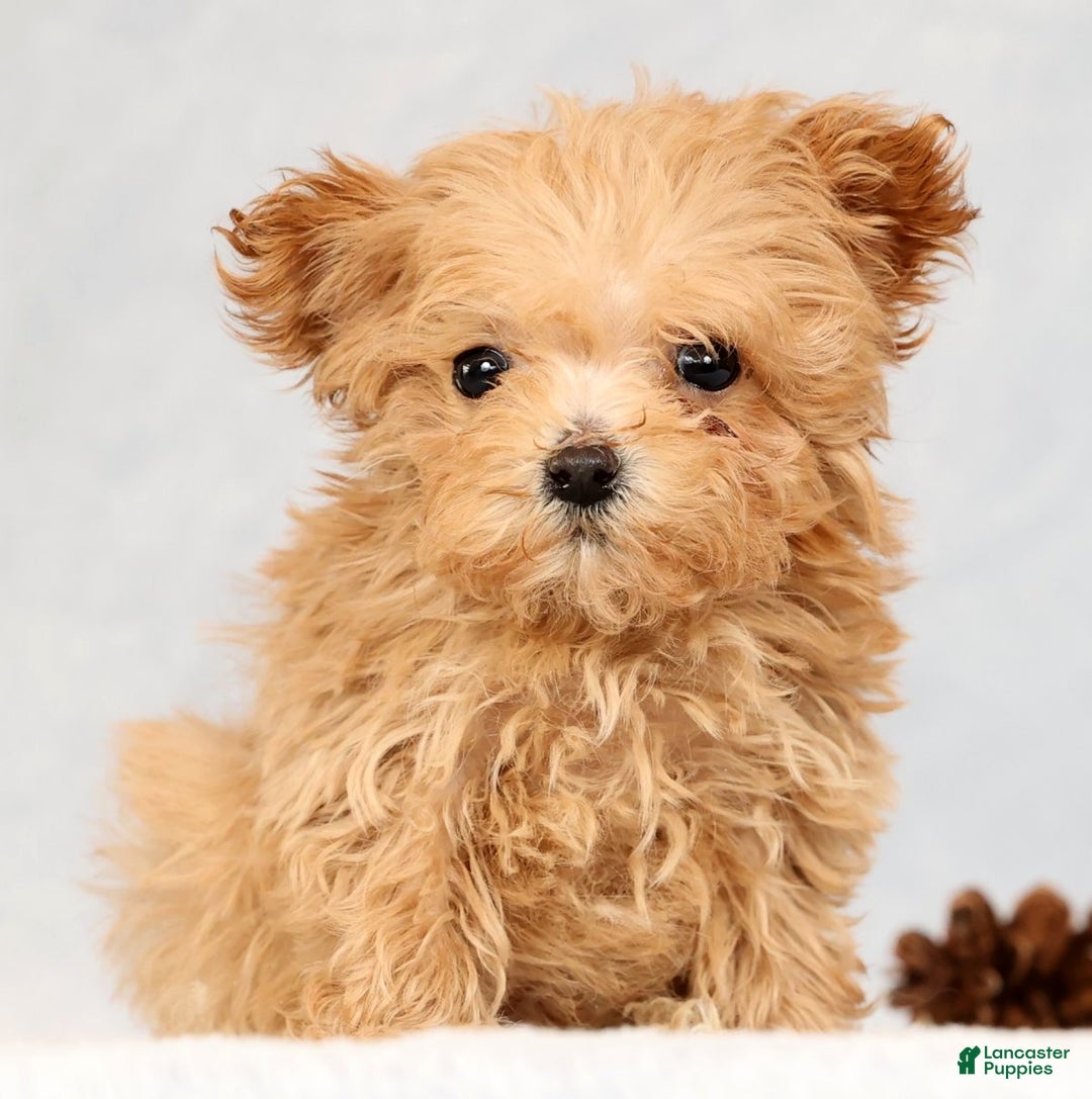 Havapoo dogs for sale: Uma - Ad 4