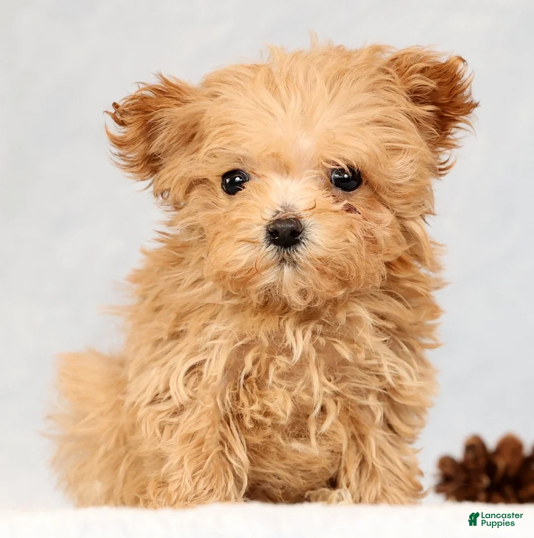 Havapoo dogs for sale: Uma - Ad 4