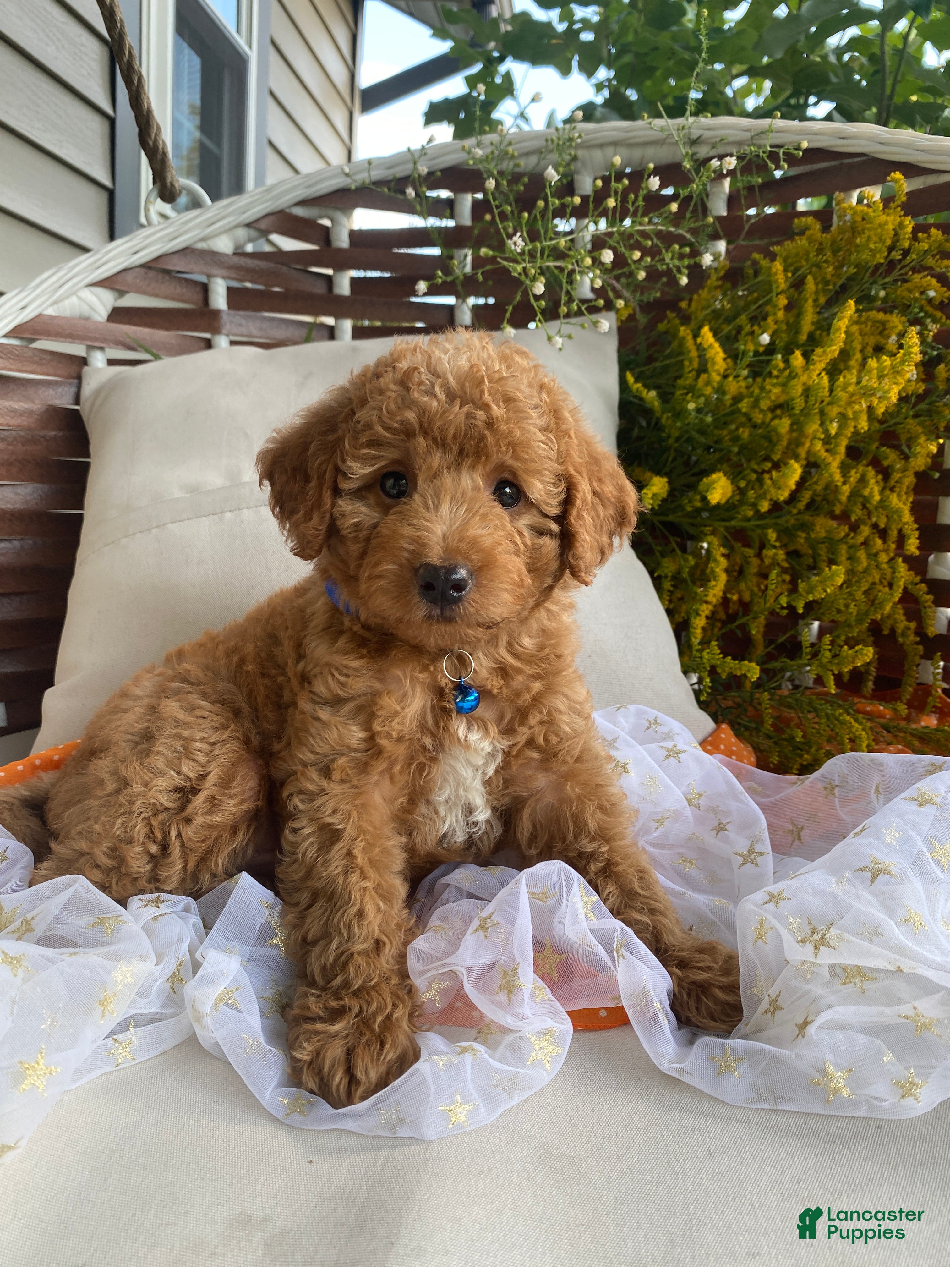 Miniature Labradoodle dogs Cam - Ad 1