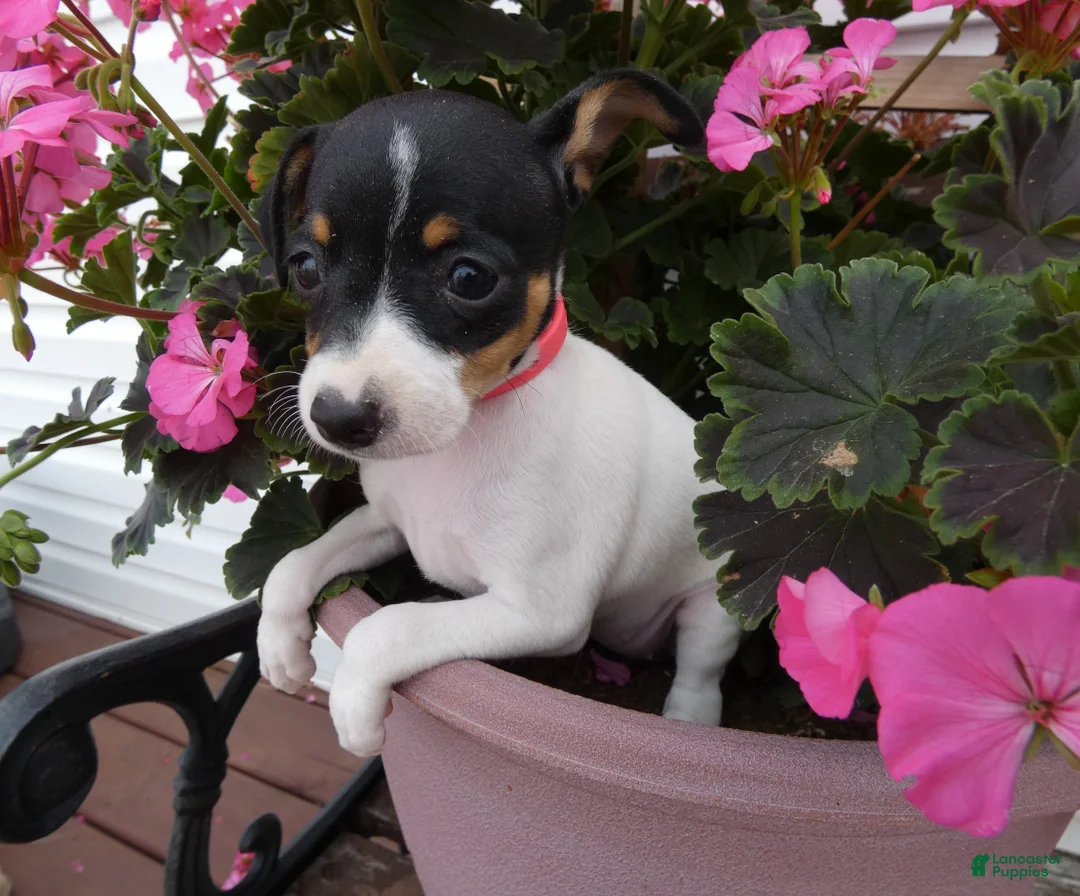 Toy Fox Terrier dogs for sale: Toy Fox Terrier 4 Dalia - Ad 2