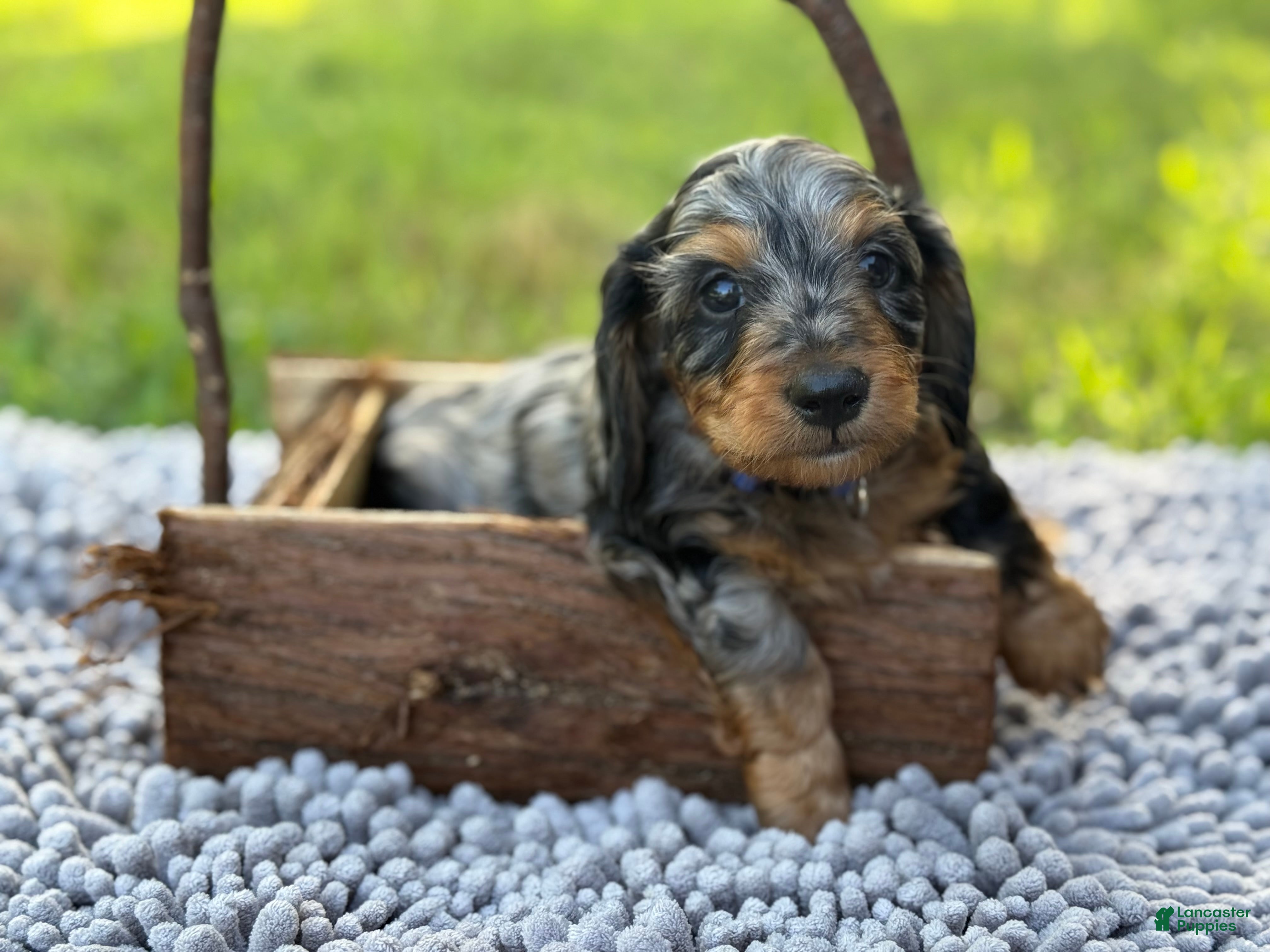 Miniature Dachshund dogs Black Dapple SILKY - Ad 20