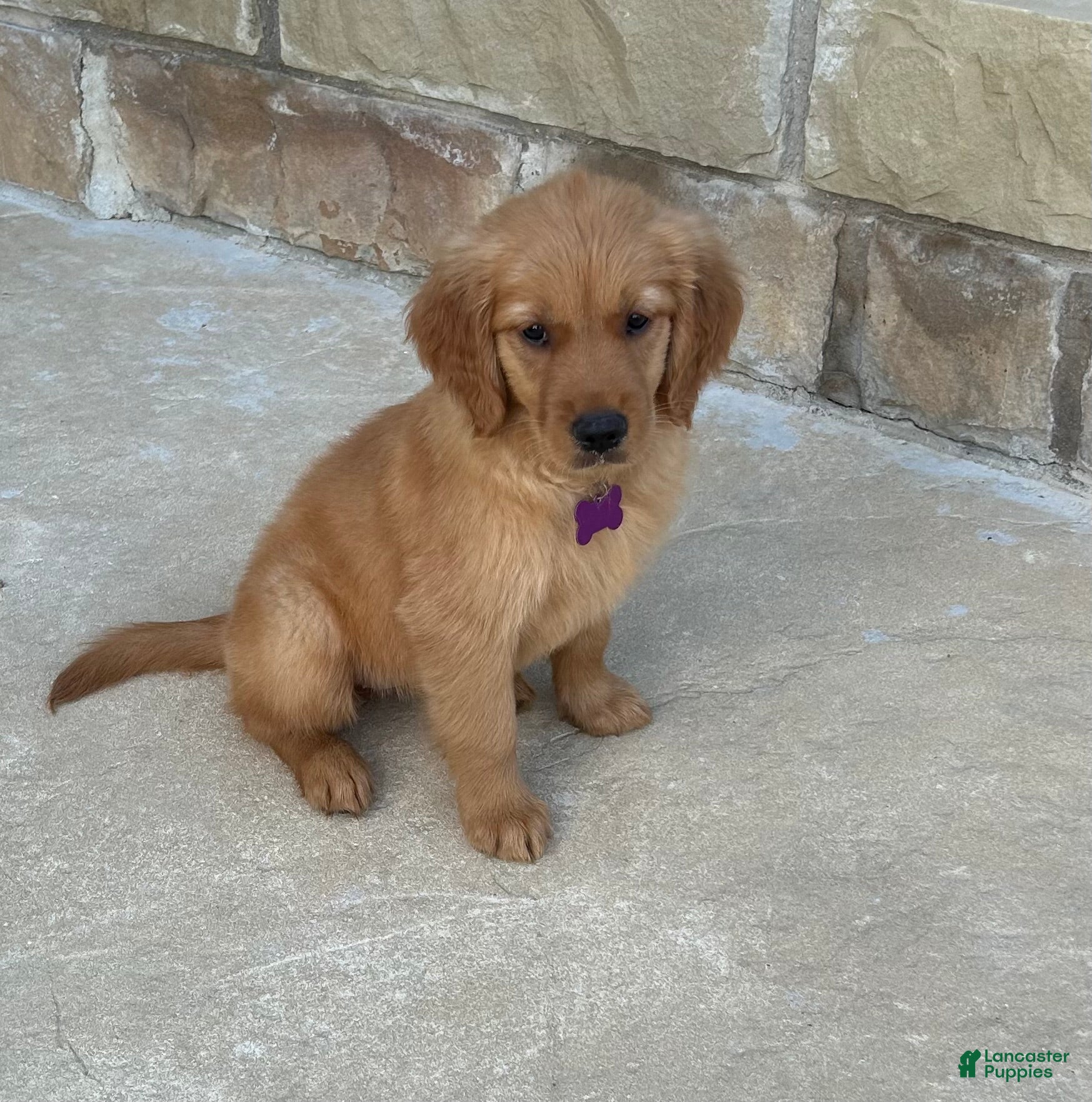 Golden Retriever dogs Golden Retriever Puppy 3 - Ad 2