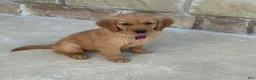 Golden Retriever dogs for sale: Golden Retriever Puppy 3 - Ad 2
