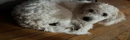 Mixed Breed dogs for sale: Mixed Breed 1 - Ad 3