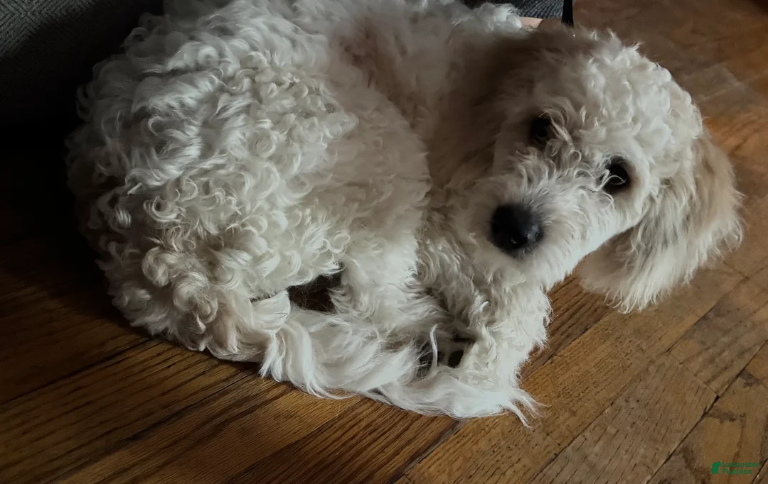 Mixed Breed dogs for sale: Mixed Breed 1 - Ad 3