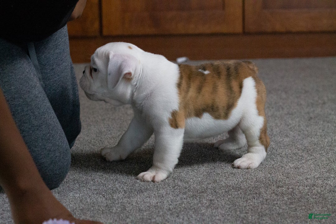 English Bulldog dogs for sale: Diesel - Ad 3