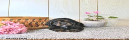 Cocker Spaniel dogs for sale: Cassandra - Ad 5