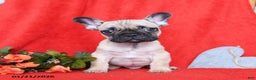 French Bulldog dogs for sale: Lyon - Ad 4