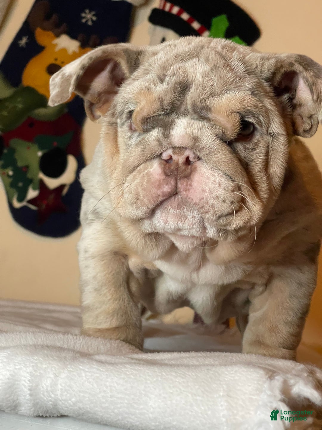 English Bulldog dogs for sale: Cookies - Ad 7