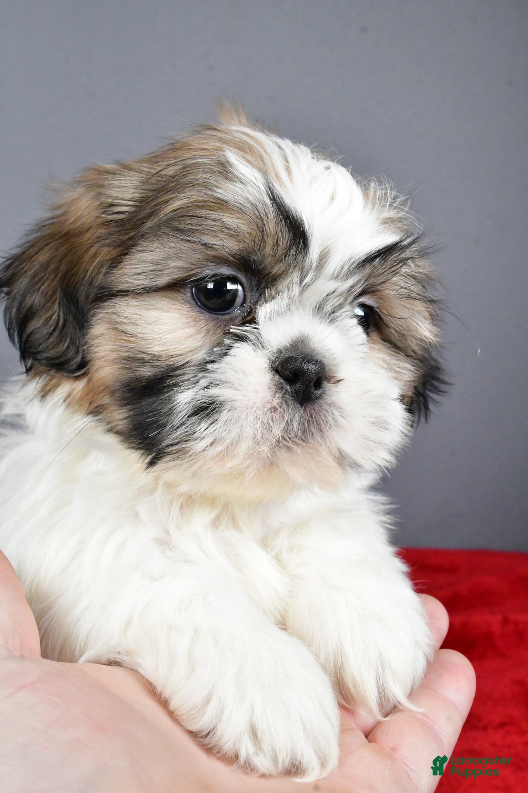Shih Tzu dogs for sale: Maddie - Ad 4