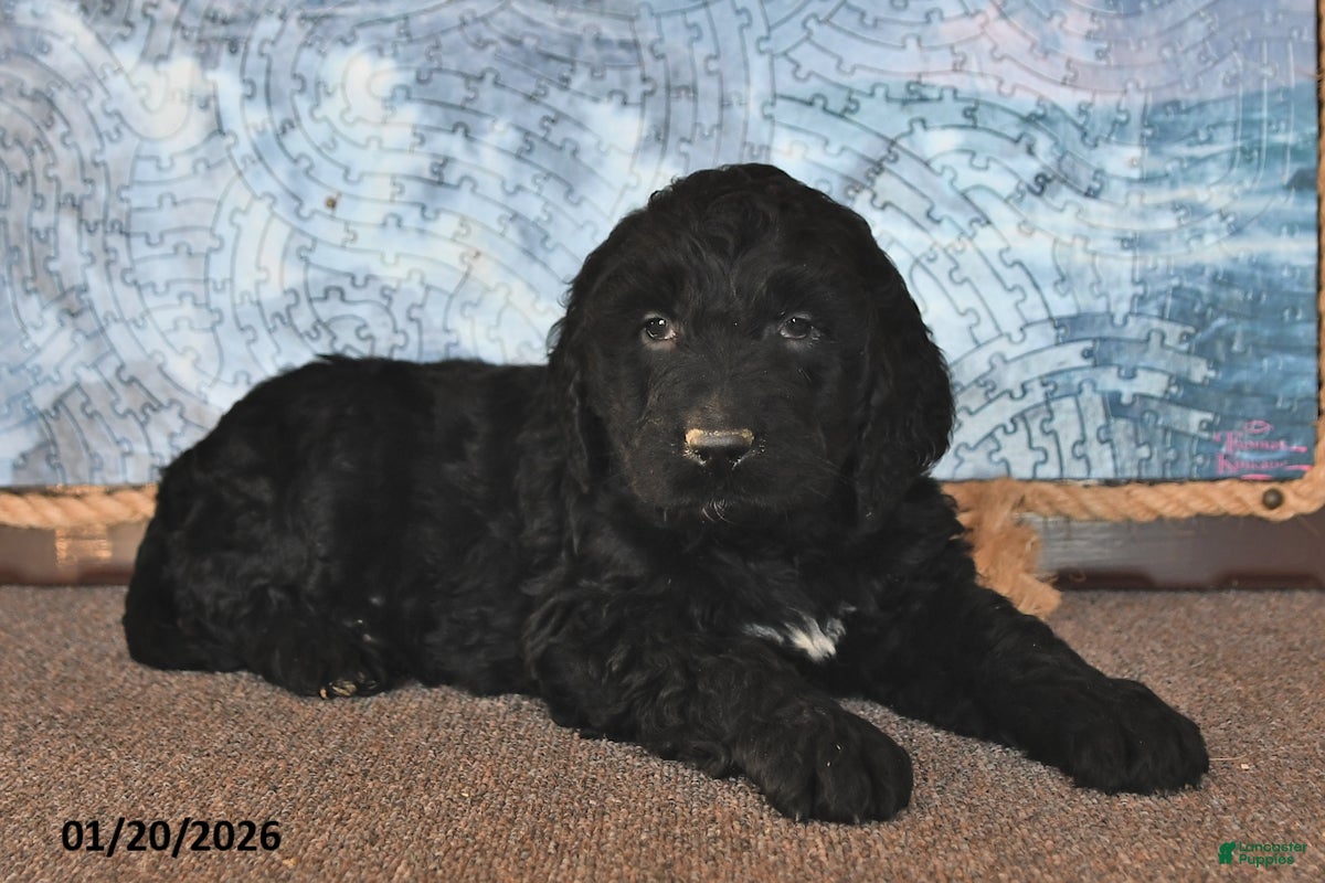 Goldendoodle dogs Pepper - Ad 13