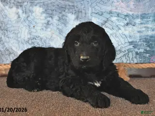 Goldendoodle dogs Pepper - Ad 7