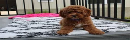 Cockapoo dogs for sale: Phoebe  - Ad 3