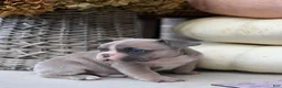 French Bulldog dogs for sale: French Bulldog 2 - Ad 3