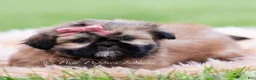 Shih Tzu dogs for sale: Raja - Ad 5