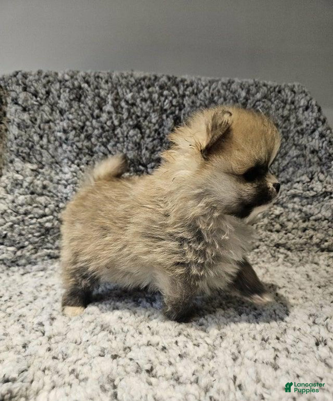 Pomeranian dogs for sale: Rafa - Ad 4