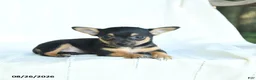 Chihuahua dogs for sale: Tibbit - Ad 3