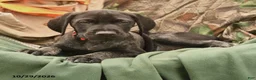 German Shorthaired Pointer dogs for sale: Scout - Ad 3