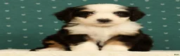 Mini Bernedoodle dogs for sale: Bella - Ad 7
