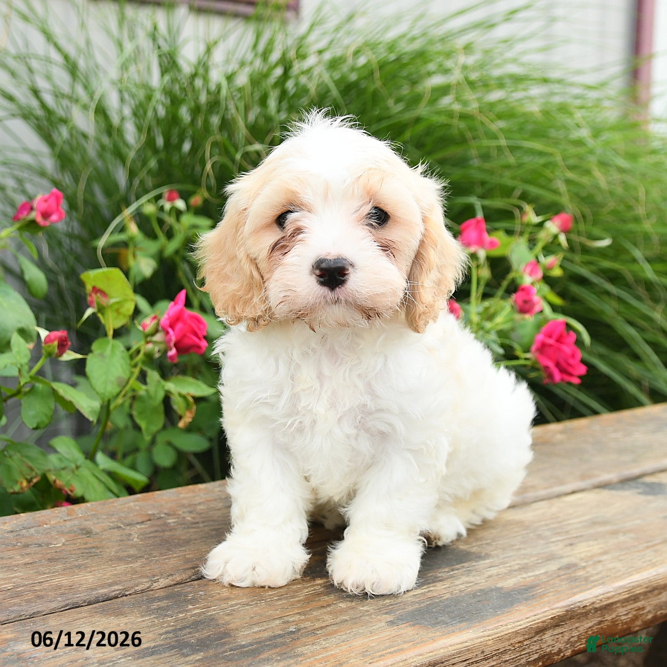 Cavachon dogs Tulip - Ad 2
