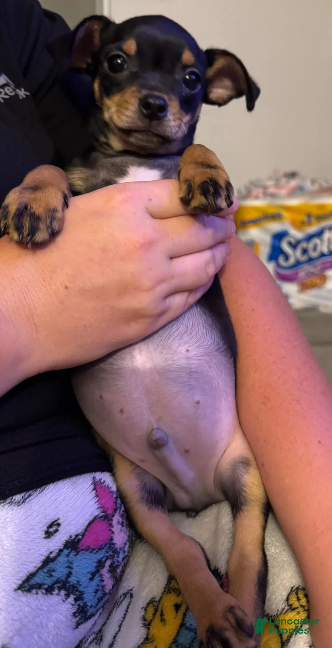 Chihuahua dogs for sale: Chihuahua Puppy 1 - Ad 2