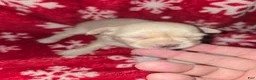 Chihuahua dogs for sale: Long Hair Cream Girl - Ad 2