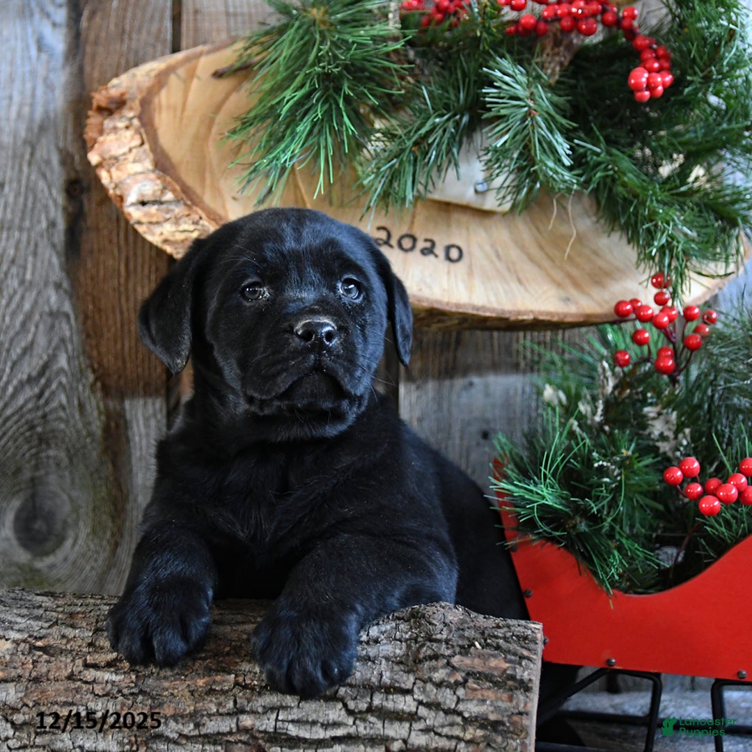 Labrador Retriever dogs for sale: Reba - Ad 5