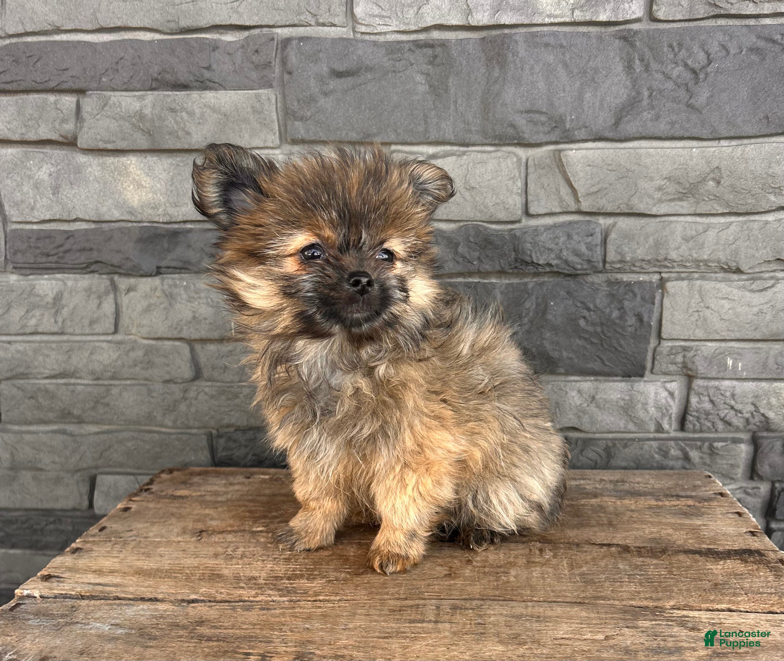 Mixed Breed dogs Gigi - Ad 1