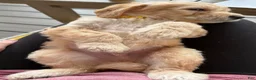 Double Doodle dogs for sale: River - F2 Double Doodle - Ad 20
