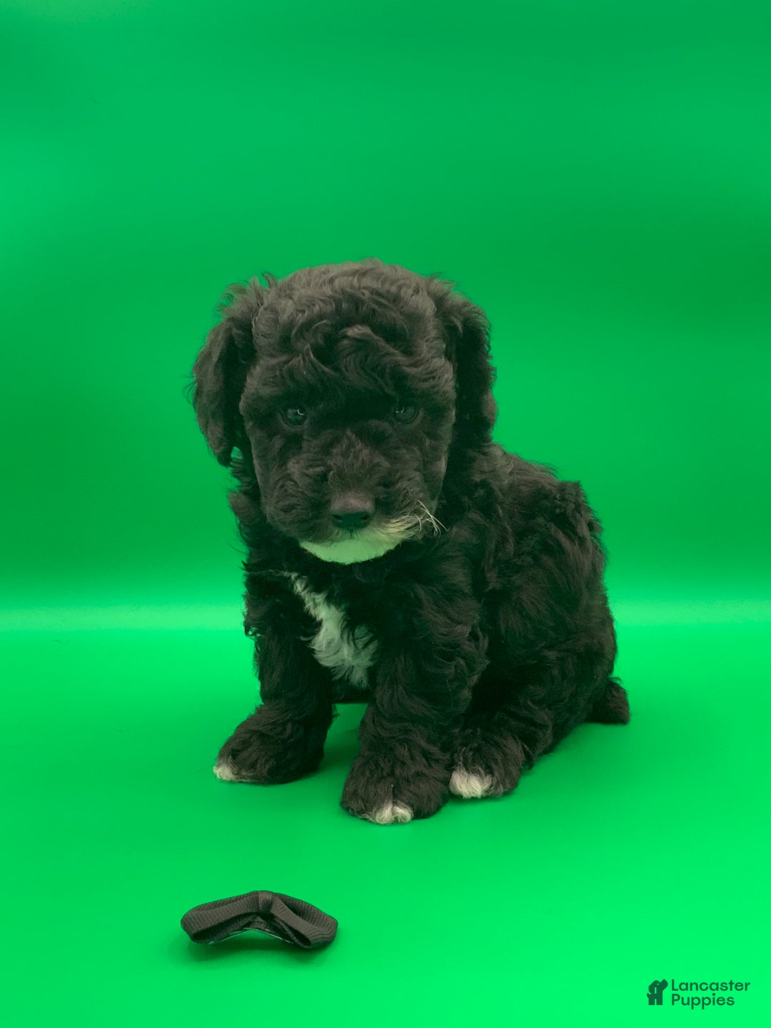 Toy Poodle dogs for sale: Billy - Ad 2
