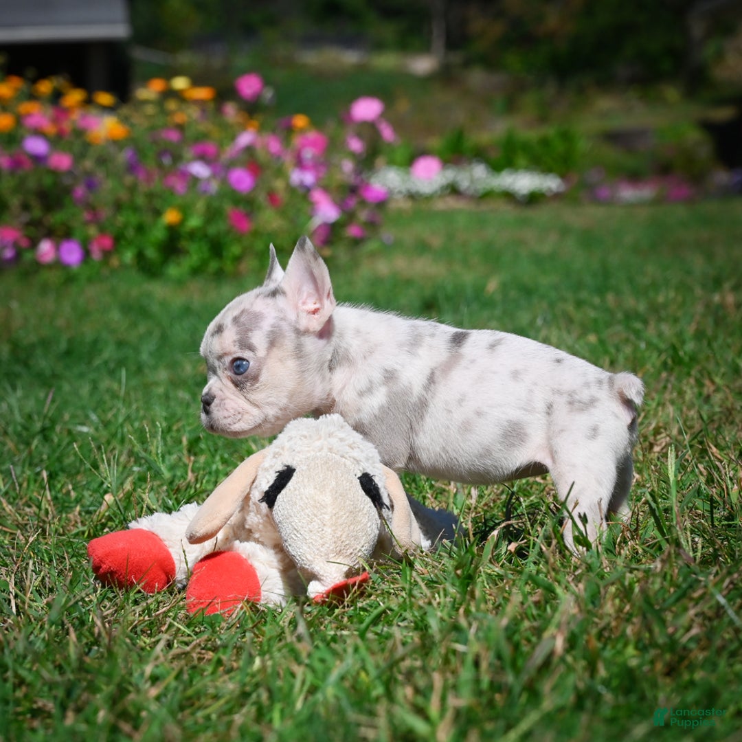 French Bulldog dogs for sale: Chloe - Ad 4