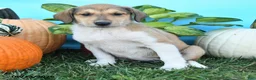 Mixed Breed dogs for sale: Rosie - Ad 3