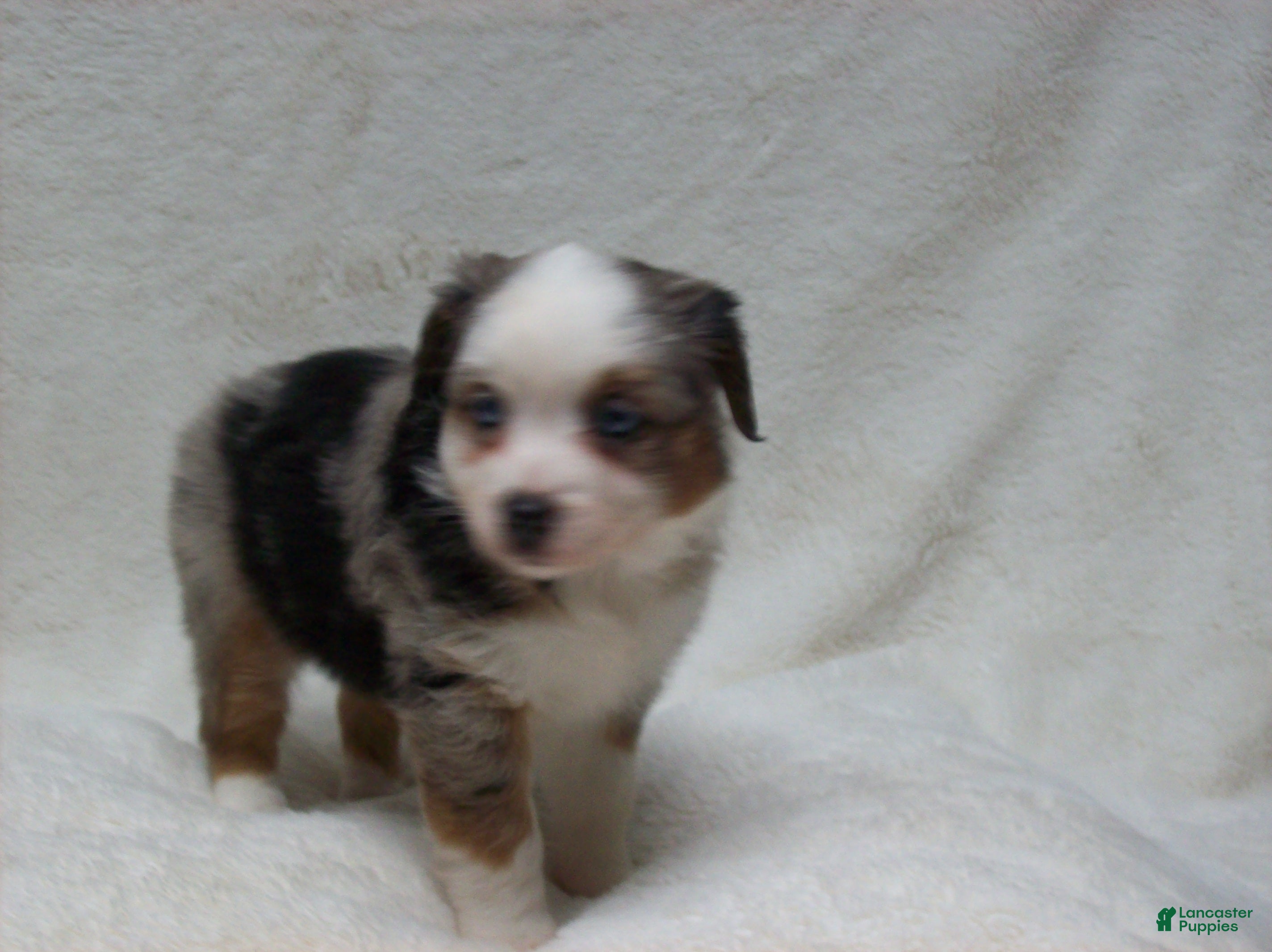 Miniature Australian Shepherd dogs Becky - Ad 2