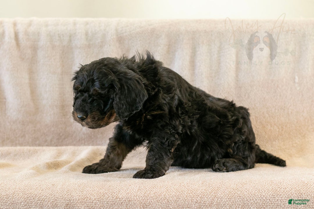 Bernedoodle dogs for sale: Aurora - Ad 17