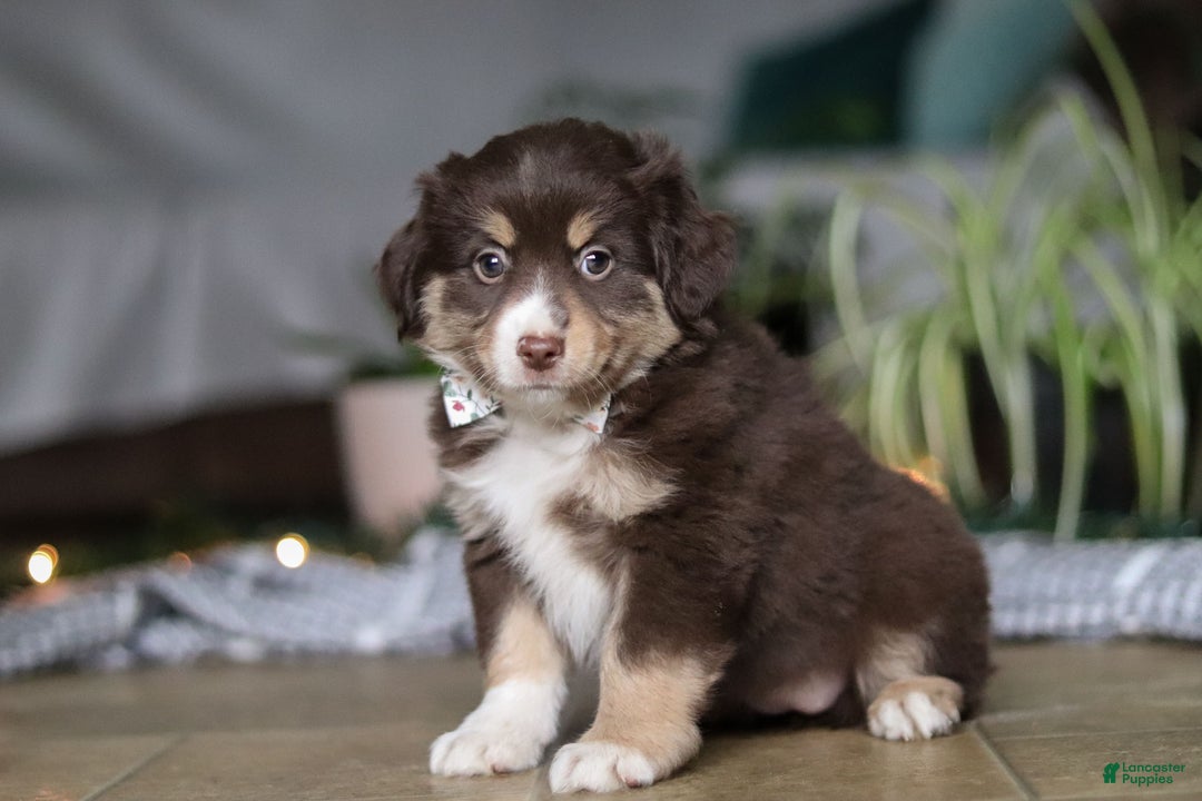 Miniature Australian Shepherd dogs for sale: Twila - Ad 1
