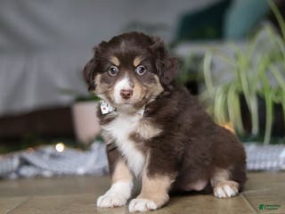 Miniature Australian Shepherd dogs Twila - Ad 41